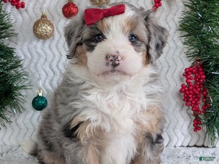 Mini Bernedoodle dogs Mini Pippa - Ad 5