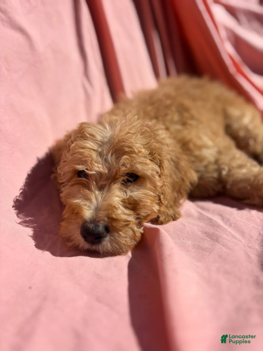 Bernedoodle dogs for sale: Bernedoodle Puppy 6 - Ad 1
