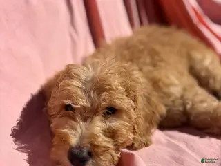 Bernedoodle dogs Bernedoodle Puppy 6 - Ad 38