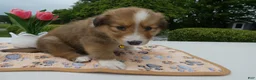 Welsh Corgi Pembroke dogs for sale: Puppy 3 Theo - Ad 1