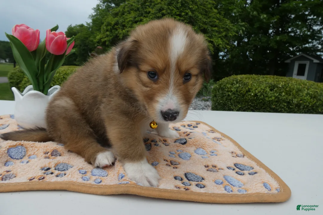 Welsh Corgi Pembroke dogs for sale: Puppy 3 Theo - Ad 1