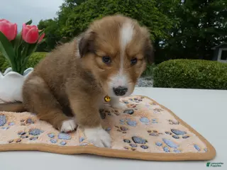 Welsh Corgi Pembroke dogs for sale: Puppy 3 Theo - Ad 4
