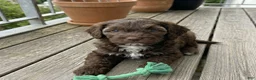 Cockapoo dogs for sale: Micha - Ad 5