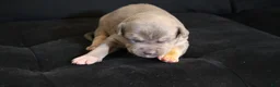 American Bully dogs for sale: Mr.Vegas - Ad 11