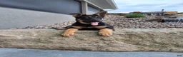 German Shepherd dogs for sale: Karl - Ad 5