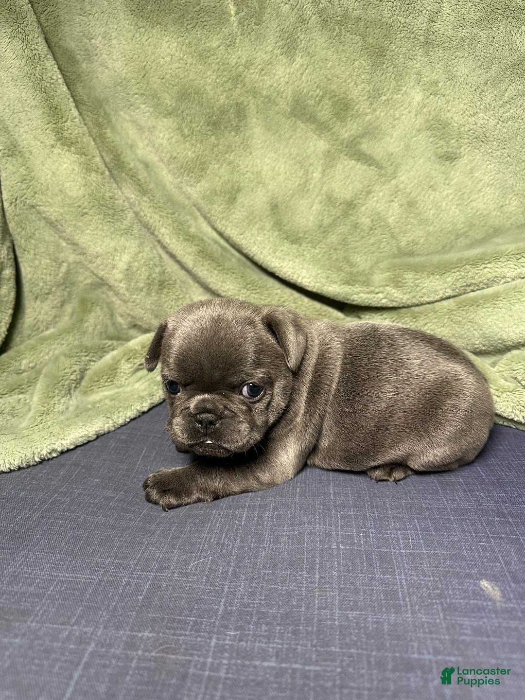 French Bulldog dogs for sale: Georgiana - Ad 3