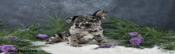 Frenchton dogs for sale: Mindy - Ad 3