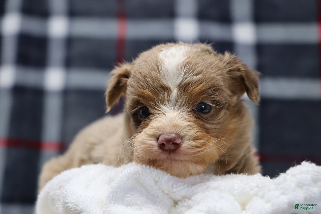 Mixed Breed dogs for sale:  chase - Ad 5