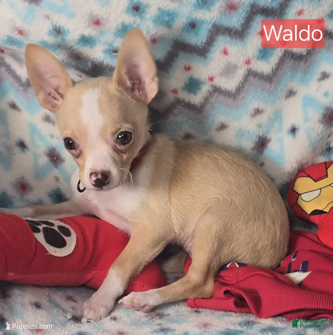 Chihuahua dogs for sale: Wally Boy - Ad 1