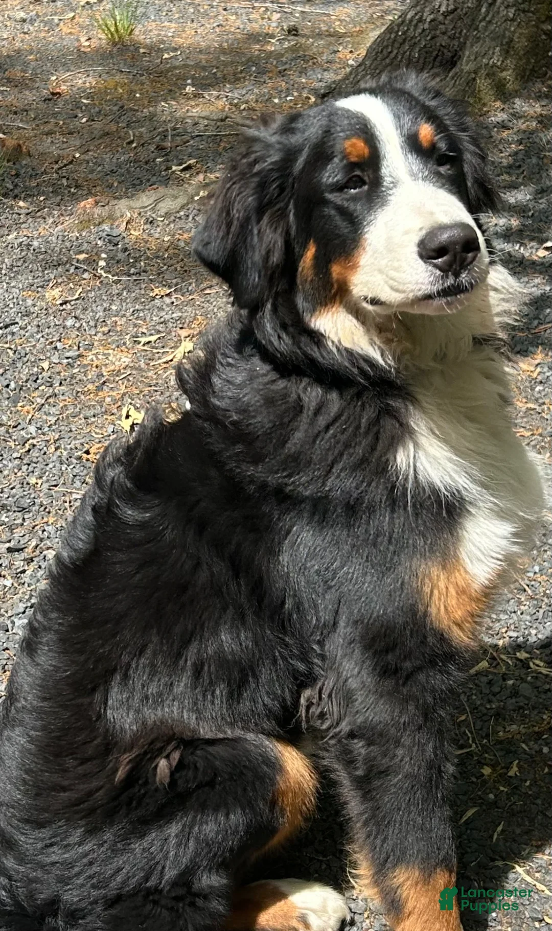 Bernese Mountain Dog dogs for sale: Finlay  - Ad 1