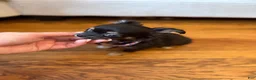 Chihuahua dogs for sale: Negrita 3lbs fully grown - Ad 5