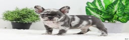 French Bulldog dogs for sale: Esther - Ad 6