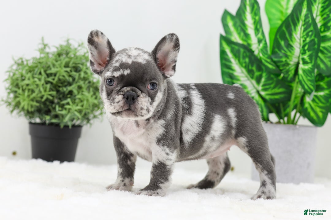 French Bulldog dogs for sale: Esther - Ad 6