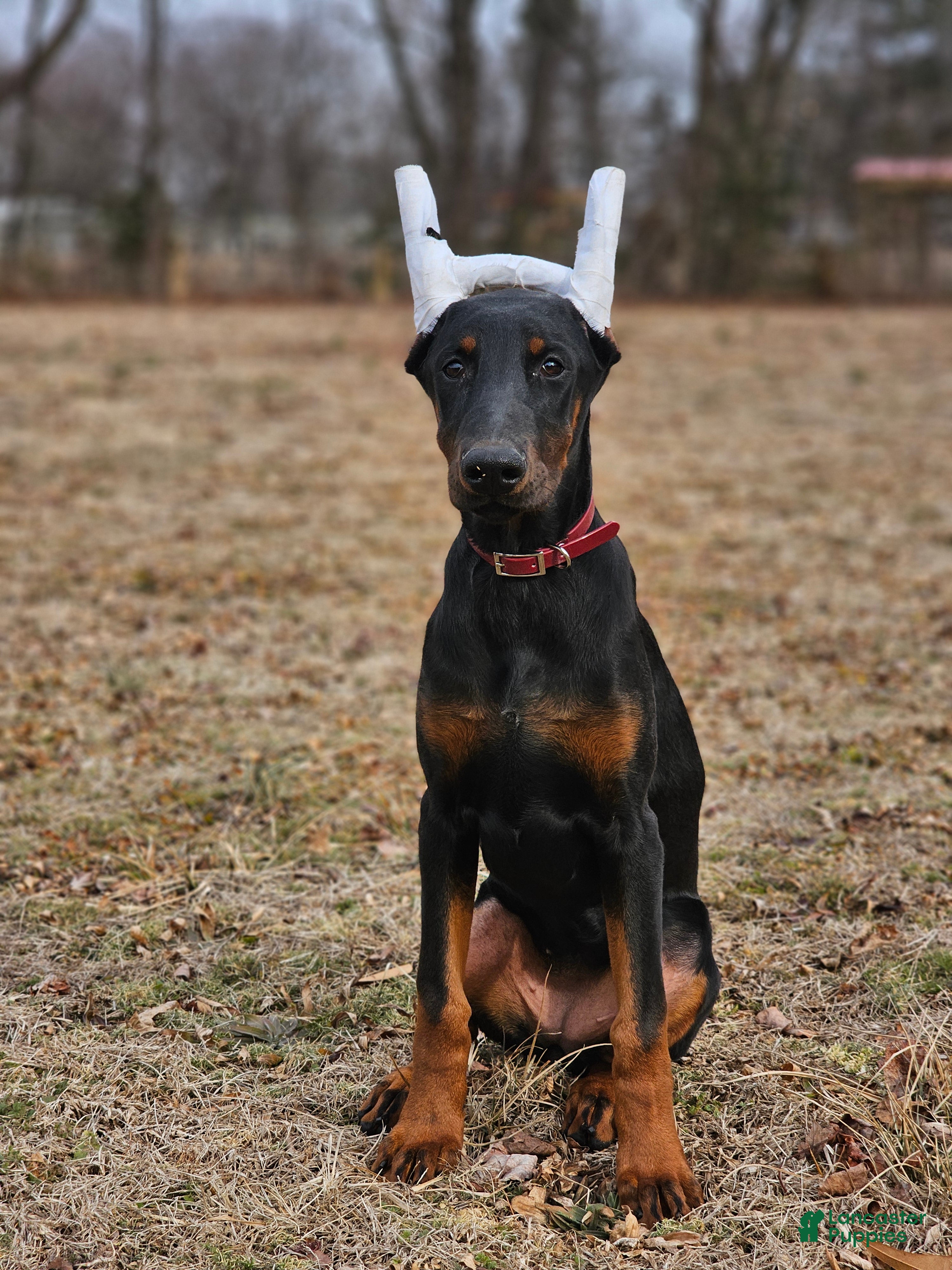 Doberman Pinscher dogs Scarlet - Ad 19