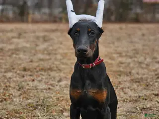 Doberman Pinscher dogs Scarlet - Ad 19