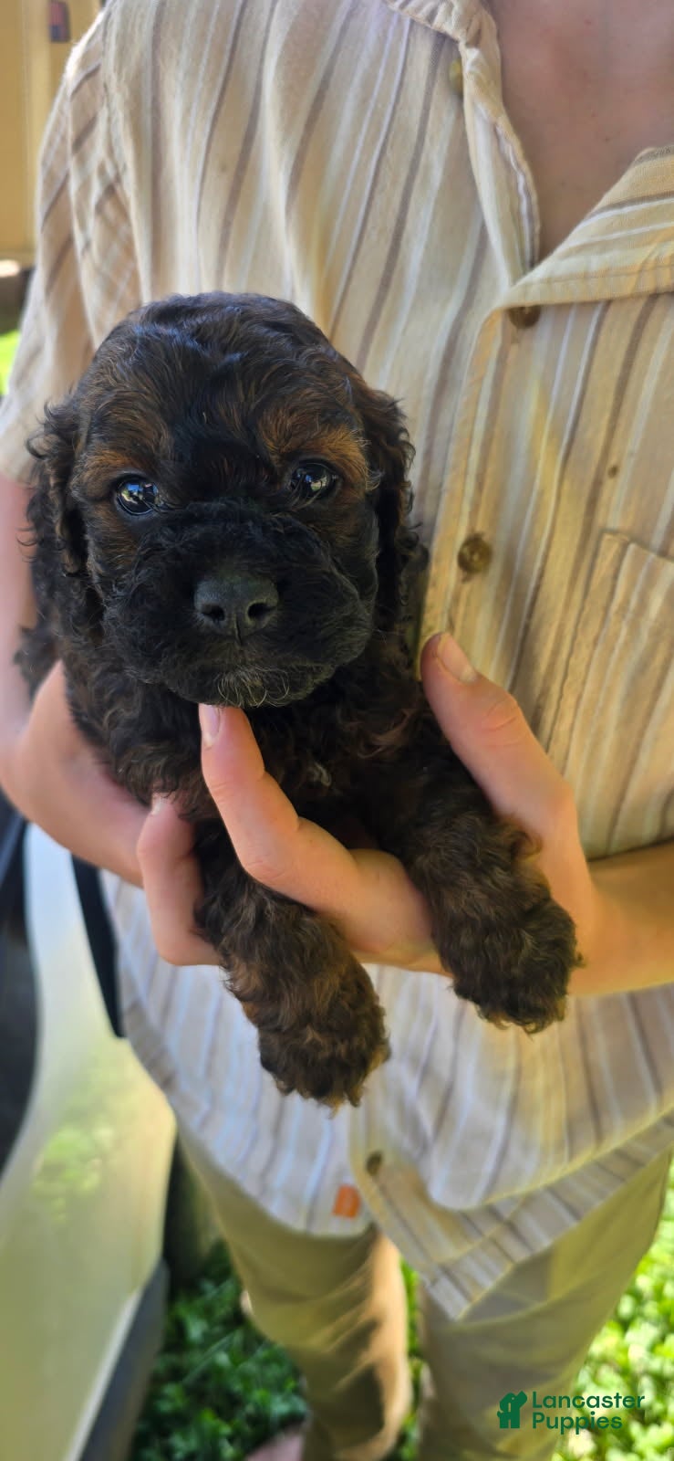 Cockapoo dogs Harry - Ad 1