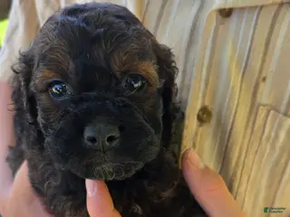 Cockapoo dogs for sale: Harry - Ad 1