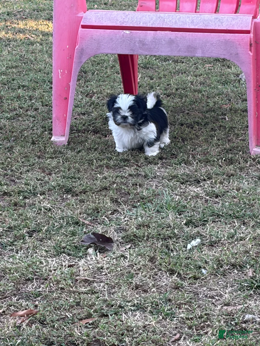 Shorkie dogs for sale: Shorkie 3 - Ad 1