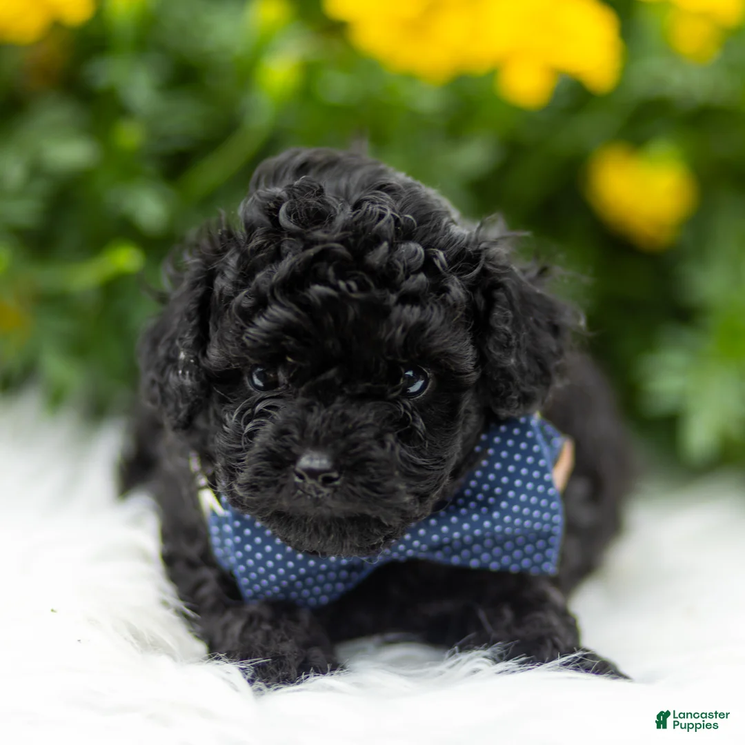 Toy Poodle dogs for sale: Radford - Ad 2