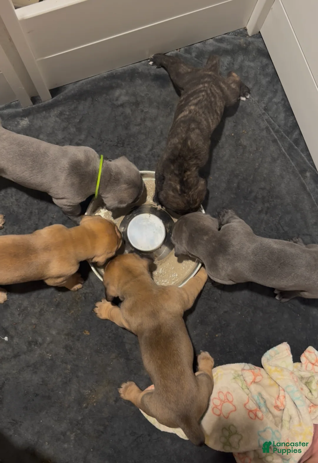 Cane Corso dogs for sale: Paddington  - Ad 1