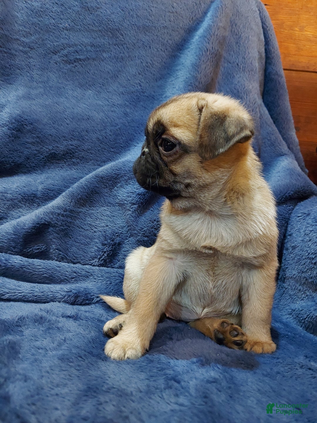 Pug dogs for sale: BILLY - Ad 10