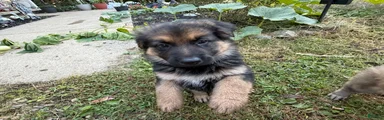 Camo collar 