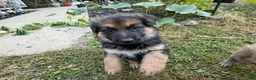 German Shepherd dogs for sale: Camo collar  - Ad 1