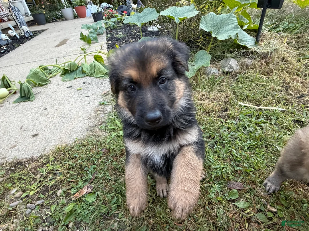 German Shepherd dogs for sale: Camo collar  - Ad 1