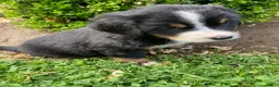 Bernese Mountain Dog dogs for sale: Sicily - Ad 3