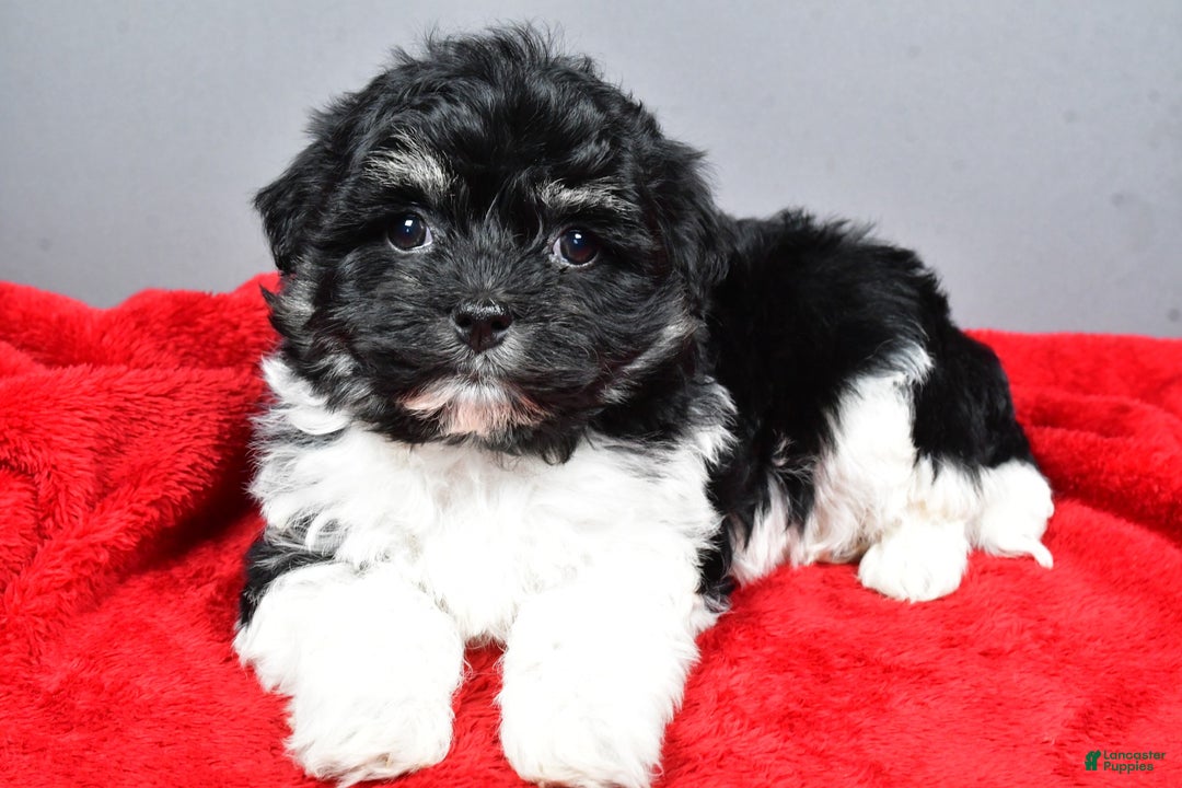 Bichpoo dogs for sale: wendy - Ad 8