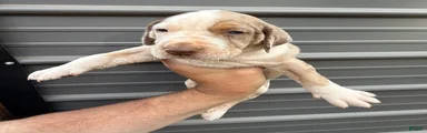 Siggy