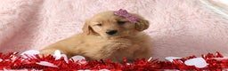 Golden Retriever dogs for sale: Lexus - Ad 4