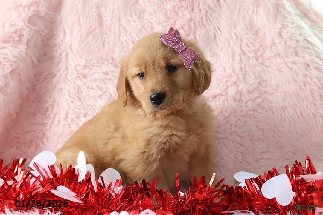 Golden Retriever dogs for sale: Lexus - Ad 4