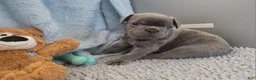 French Bulldog dogs for sale: Tank - Ad 3