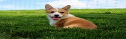 Welsh Corgi Pembroke dogs for sale: Olive(triple clear) AKC - Ad 16