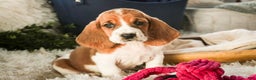 Basset Hound dogs for sale: Anya - Ad 1