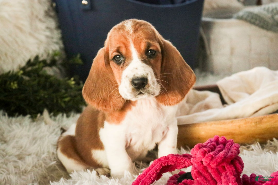 Basset Hound dogs for sale: Anya - Ad 1