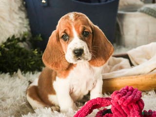 Basset Hound dogs Anya - Ad 9