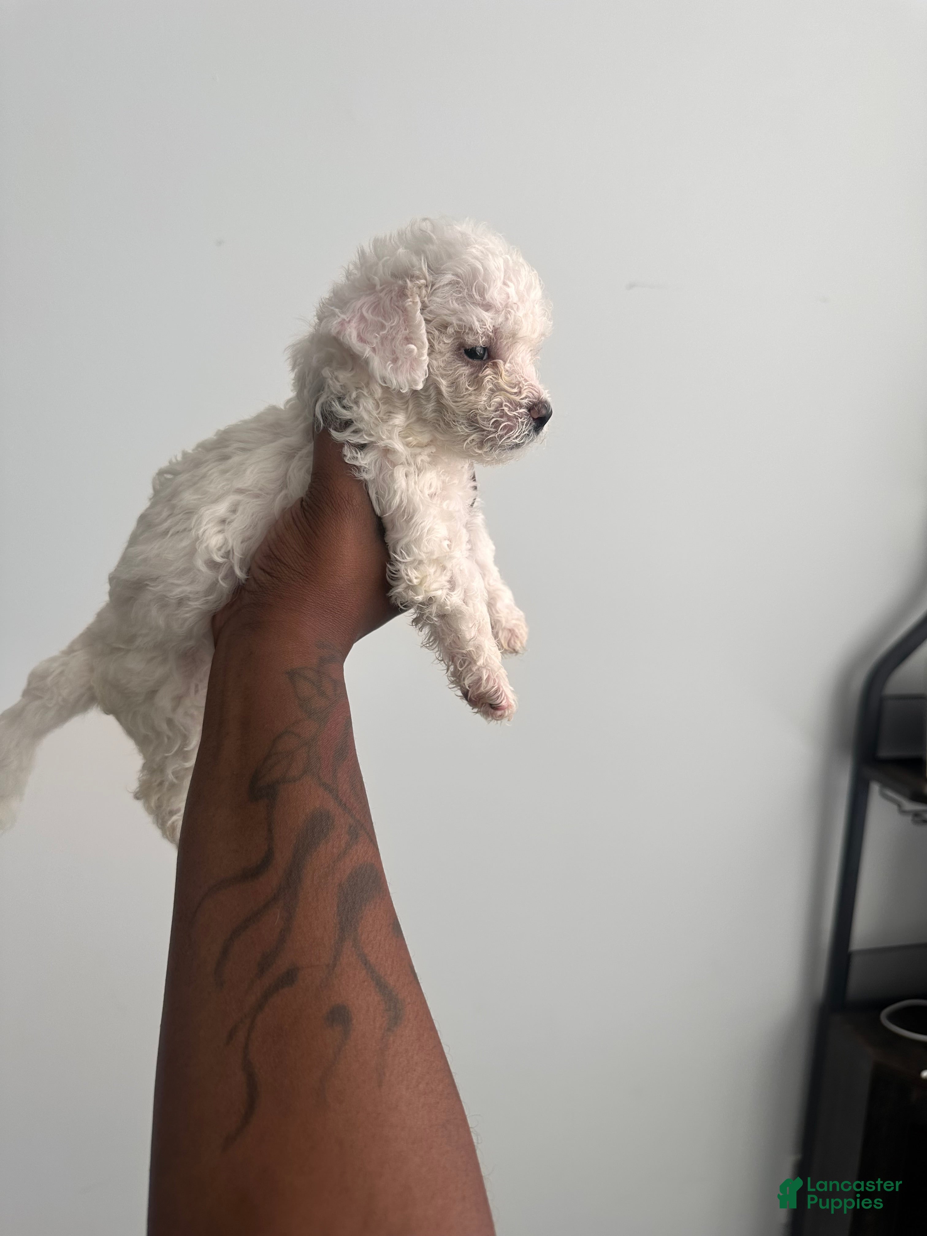 Bichpoo dogs Bichpoo 6 - Ad 3