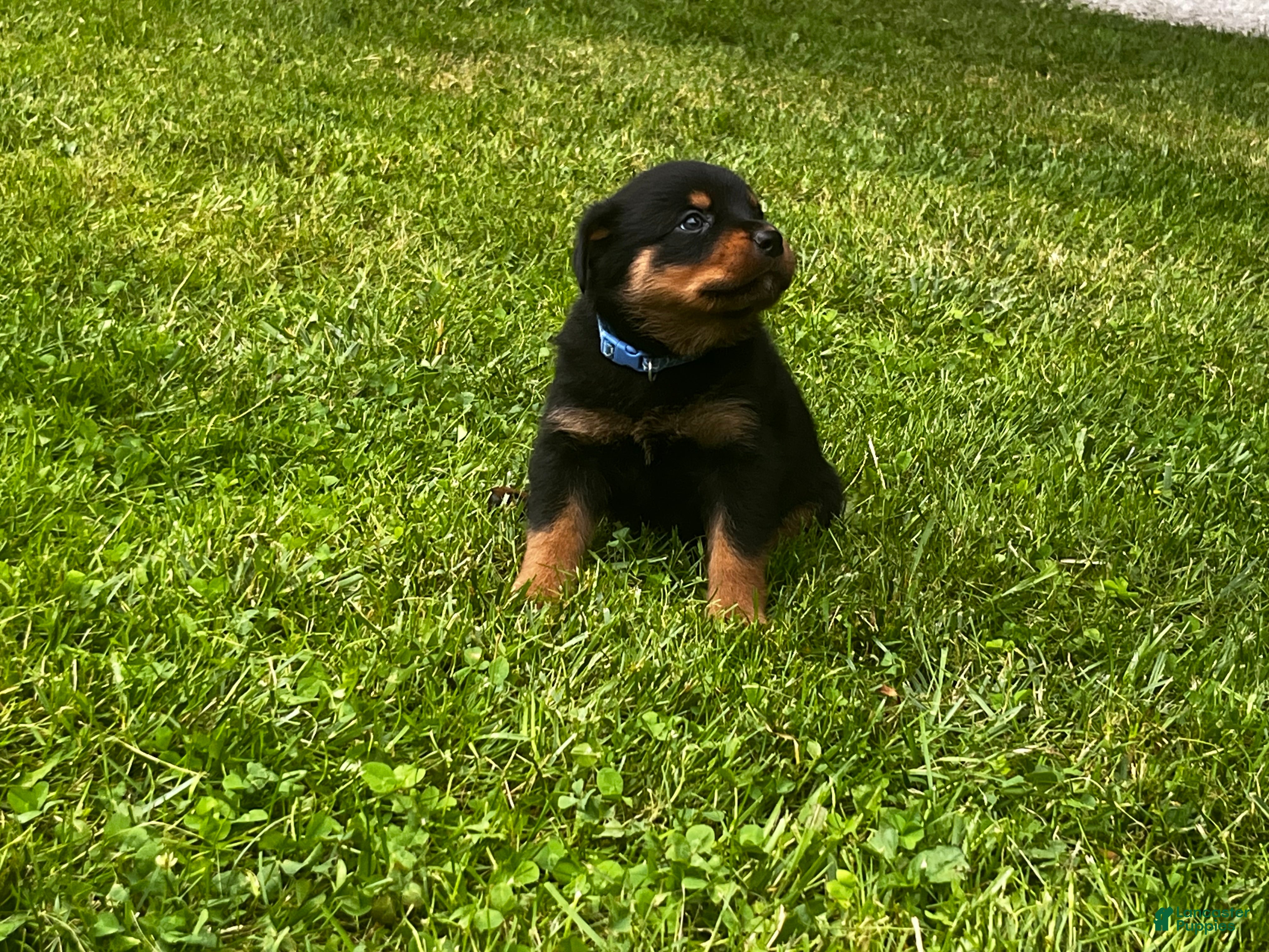 Rottweiler dogs Roscoe - Ad 1
