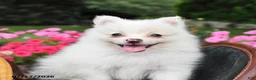 Pomeranian dogs for sale: Ranger - Ad 3