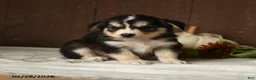 Mixed Breed dogs for sale: Coconut - Ad 5