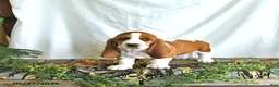 Basset Hound dogs for sale: Willow - Ad 3
