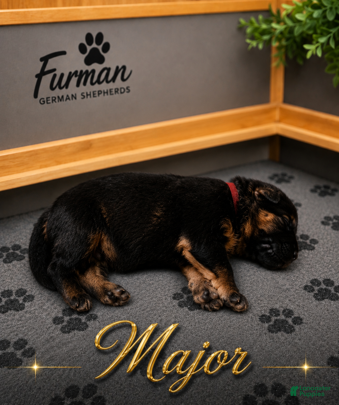 German Shepherd dogs German Shepherd 1 - Ad 33