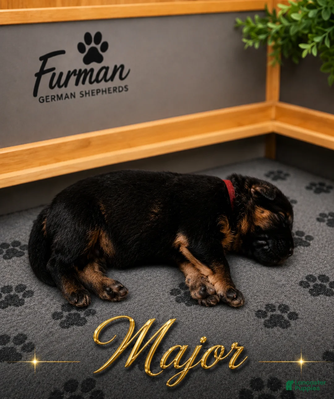 German Shepherd dogs for sale: German Shepherd 1 - Ad 1