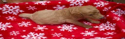 Goldendoodle dogs for sale:  Bobby - Ad 10