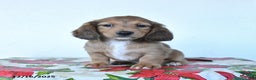 Miniature Dachshund dogs for sale: Buster - Ad 3