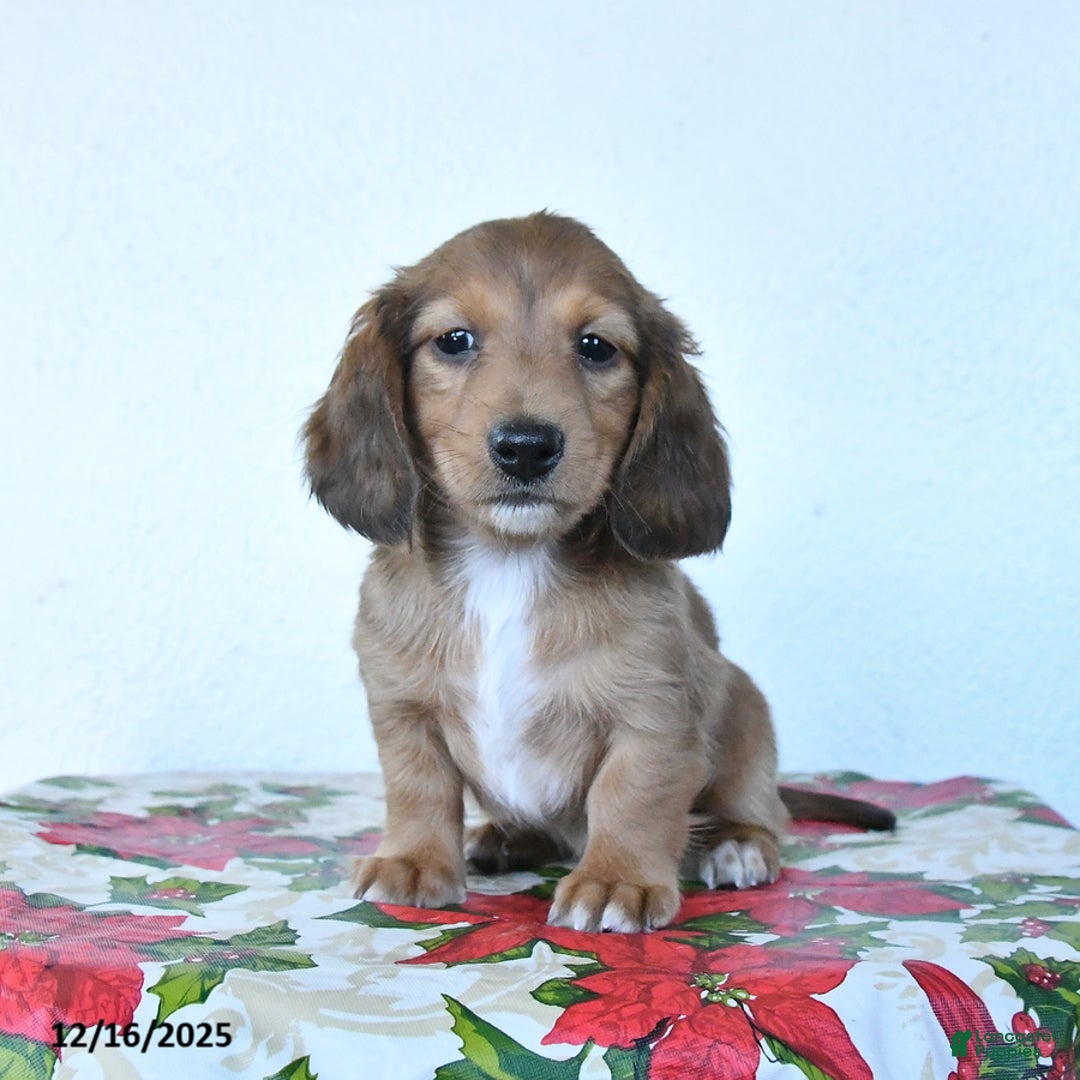 Miniature Dachshund dogs for sale: Buster - Ad 3
