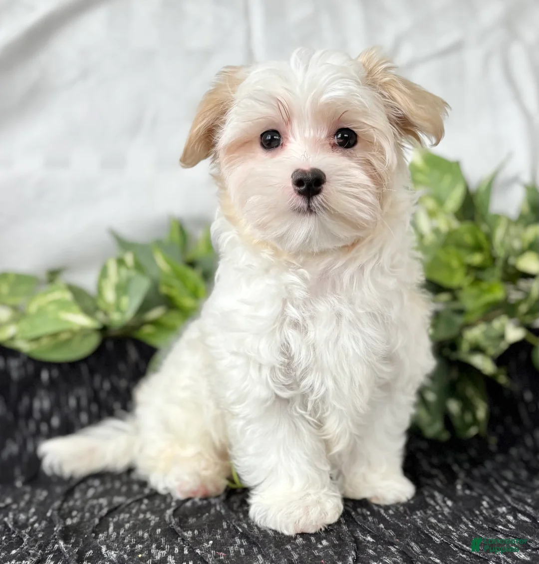 Maltese dogs for sale: Colton - Ad 8
