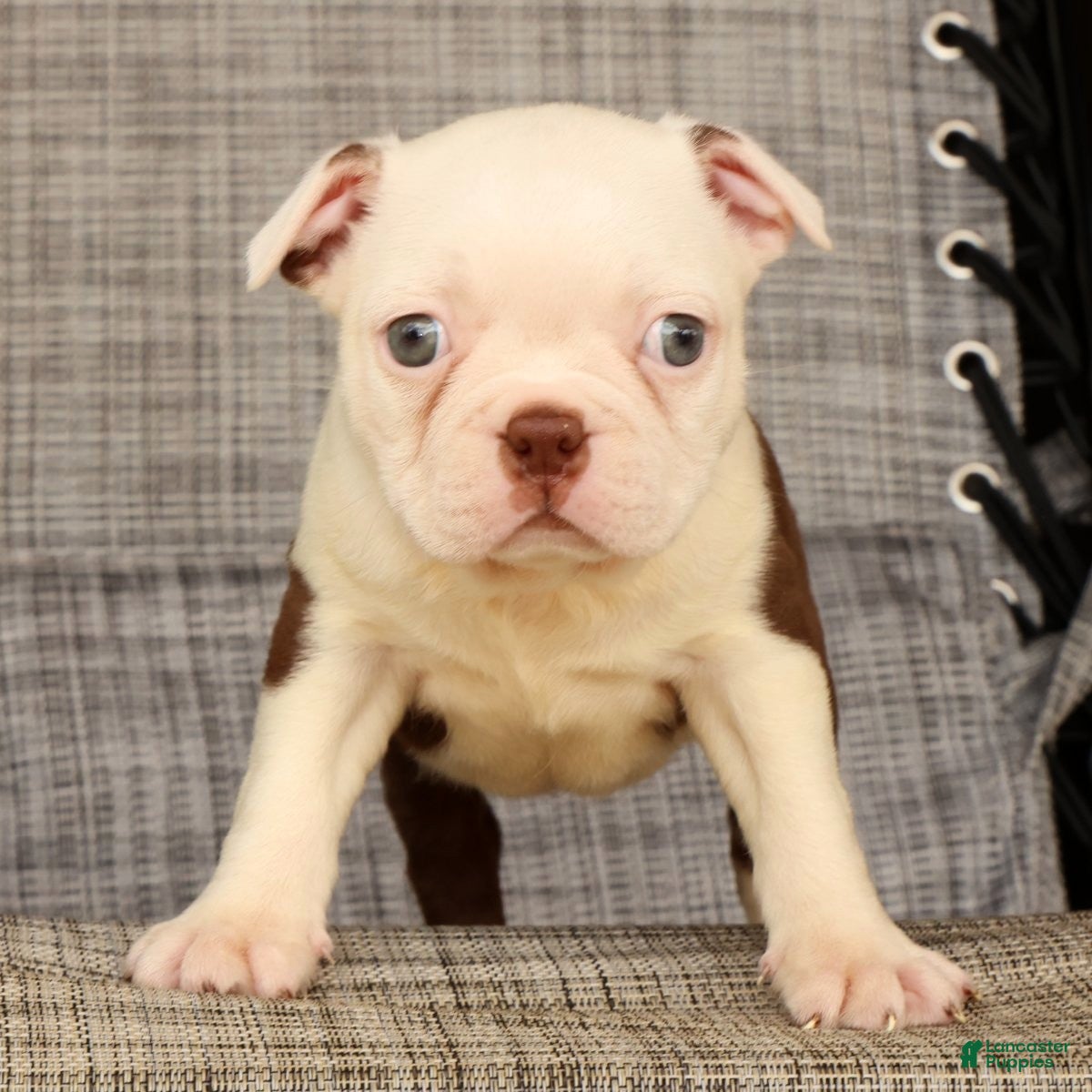 Boston Terrier dogs Wanda - Ad 2